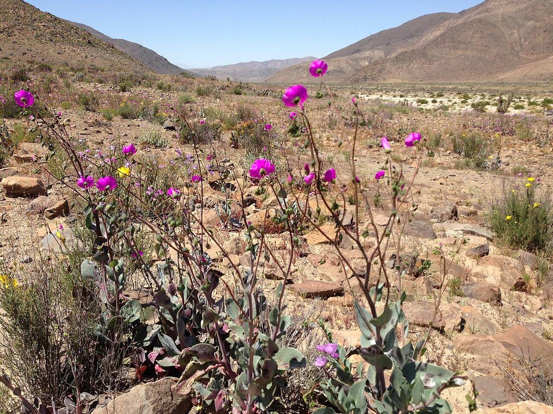 Alfombra de flores del Desierto Florido en Atacama